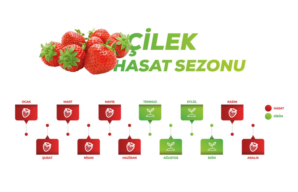 sezon cilek