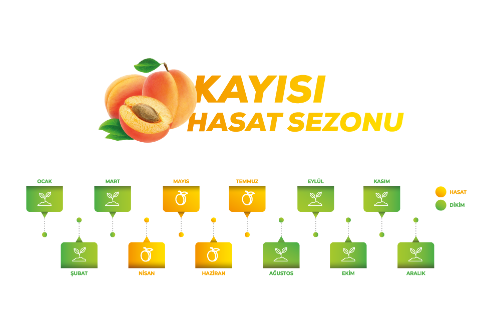kayisi