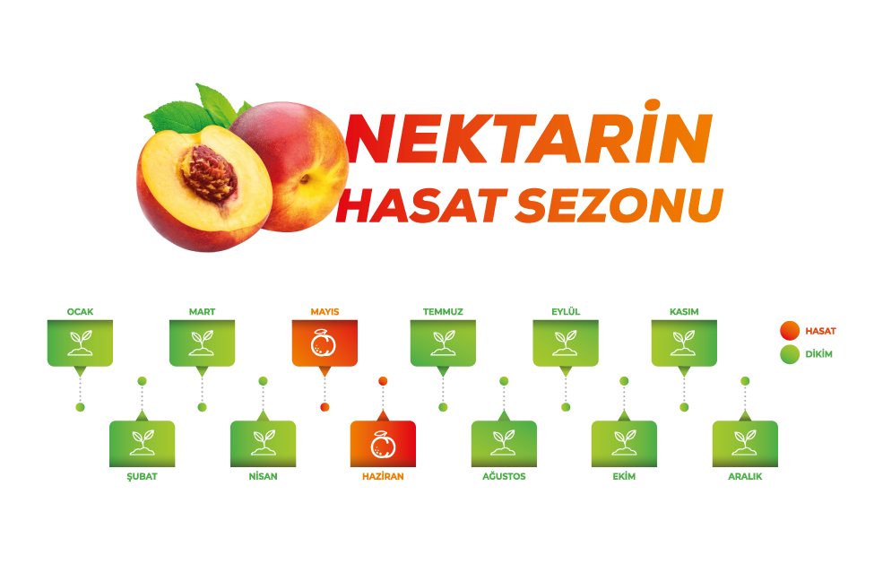 nektarin hasat sezonu